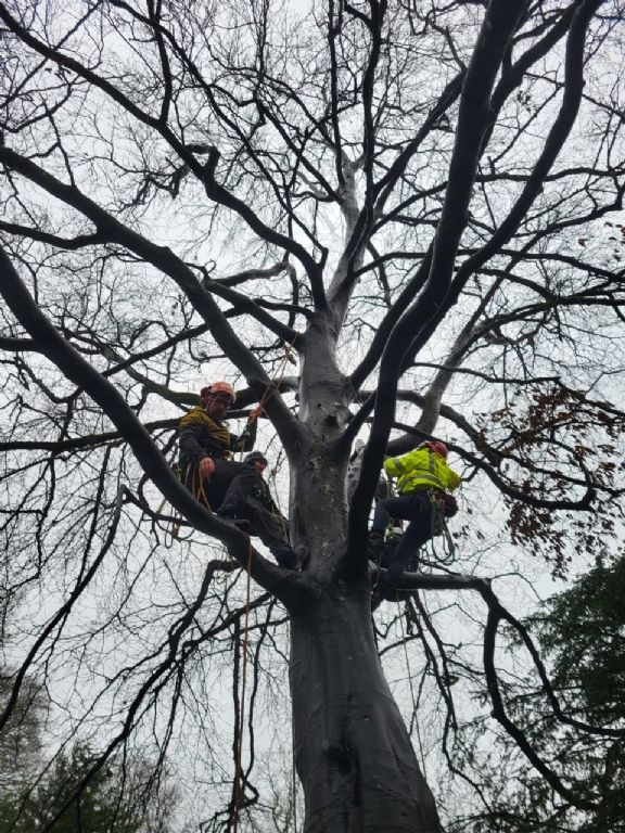 Tree Climbing and Aerial Rescue